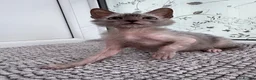 Lykoi cats for sale: Lykoi Kittens Ready Now  - Advert 2