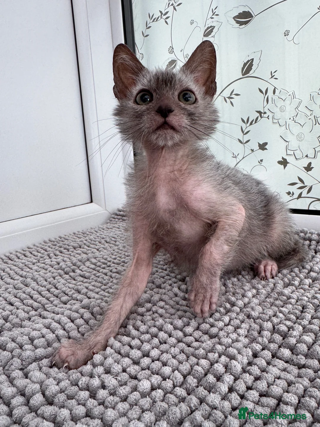 Lykoi cats for sale: Lykoi Kittens Ready Now  - Advert 2