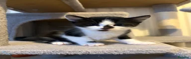 Kitten 1