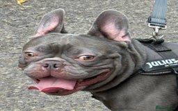 French Bulldog dogs for stud: Stud. Blue boy KC in Southampton - Image 1