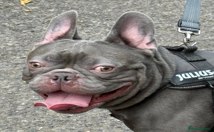 French Bulldog dogs in Southampton - Advert 2