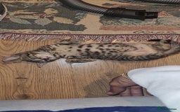 Bengal cats for sale: Mixed bengal kittens   - Image 9