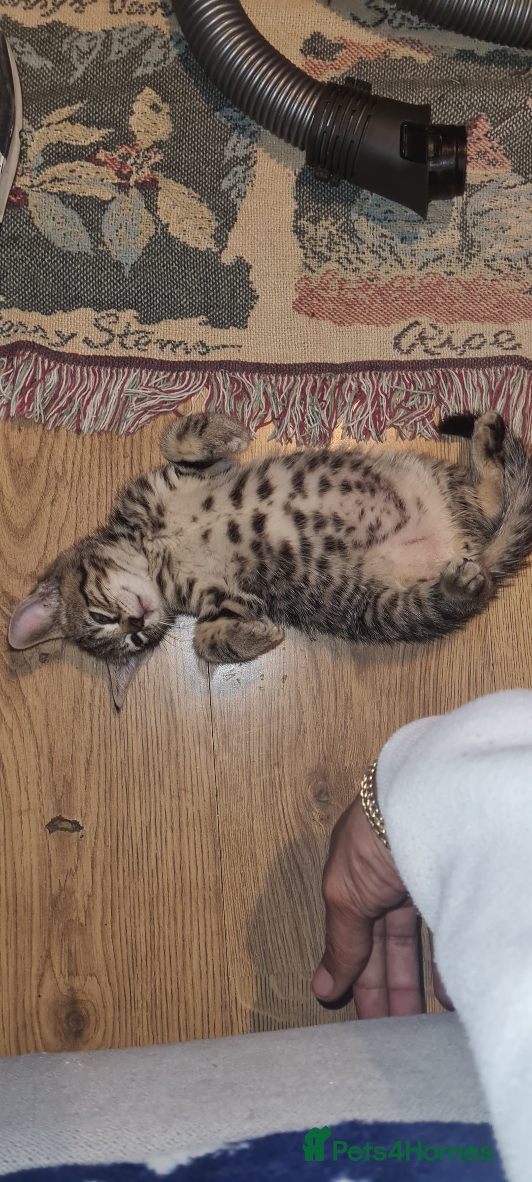 Bengal cats for sale: Mixed bengal kittens   - Image 9