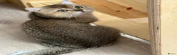 Scottish Fold cats for sale: Male Scottish Fold - Advert 2