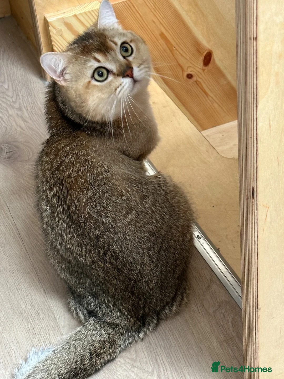 Scottish Fold cats for sale: Male Scottish Fold - Advert 2