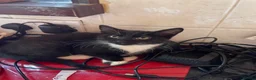Mixed Breed cats for sale: Kittens for sale - Advert 4