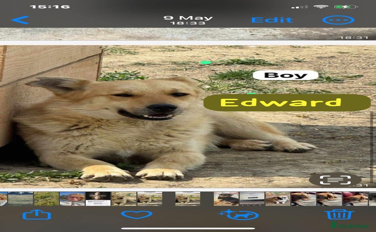 Mixed Breed dogs - Advert 13