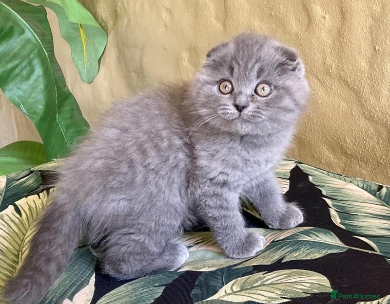 Scottish Fold cats Scottish Fold kittens - Advert 1