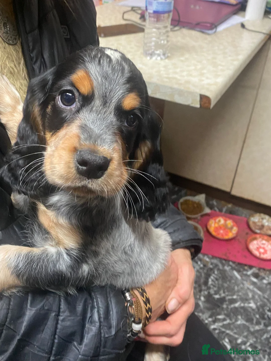 Cocker Spaniel dogs for stud: Stunning  Cocker Spaniel for stud in Northwood - Advert 23