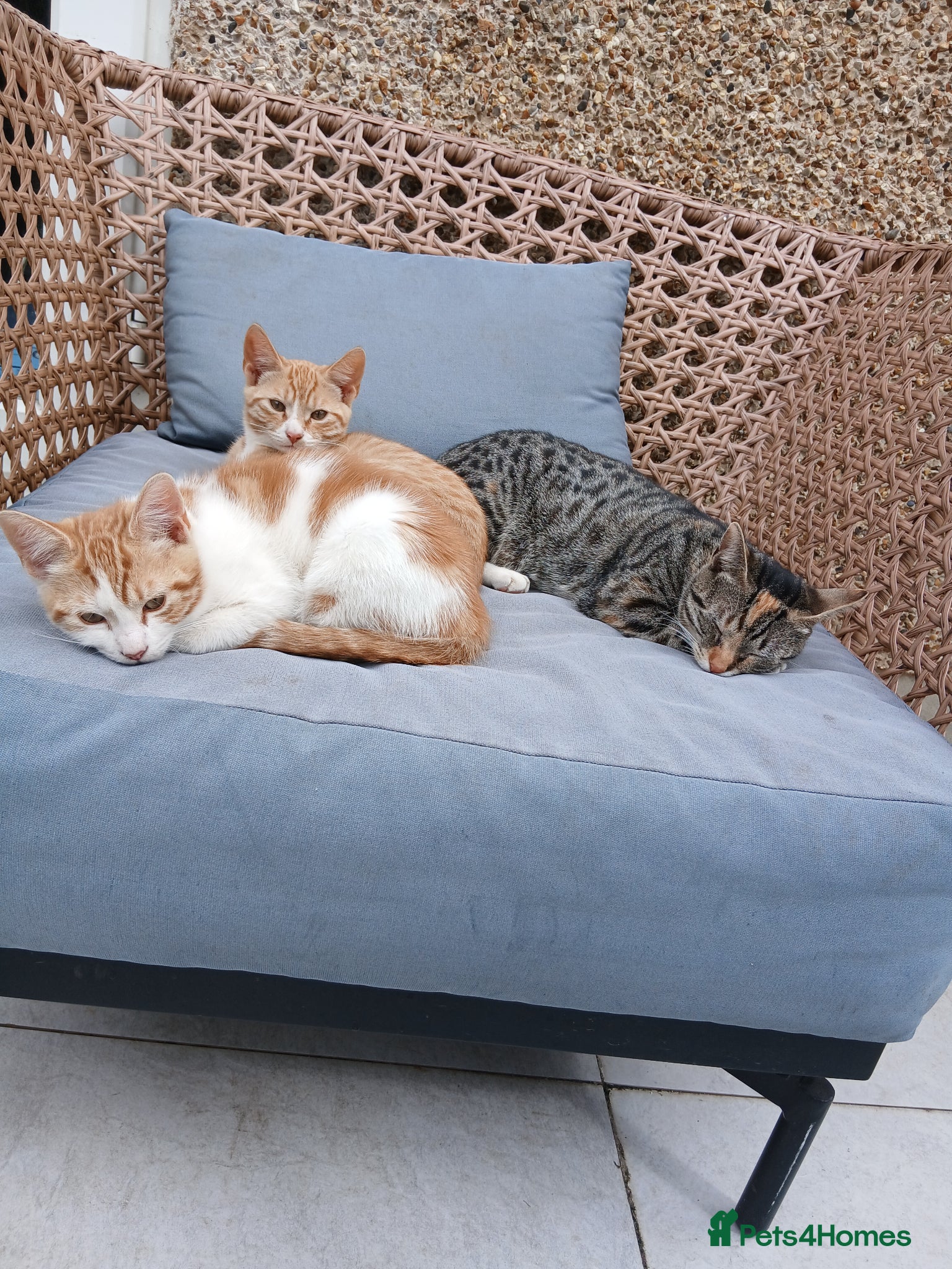 Mixed Breed cats Kittens - Advert 3