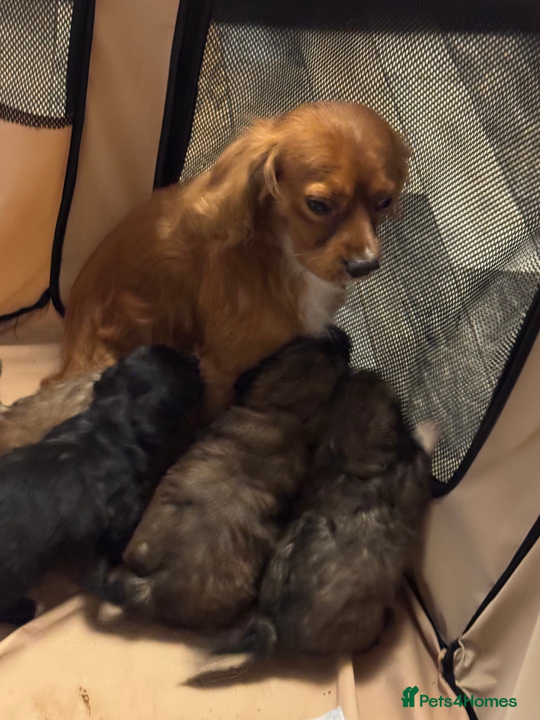 Cavalier King Charles Spaniel dogs for stud: STUD Cavalier King Charles Spaniel Stud  - Advert 2