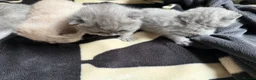 British Shorthair cats for sale: Gorgeous British Shorthairs  - Advert 6