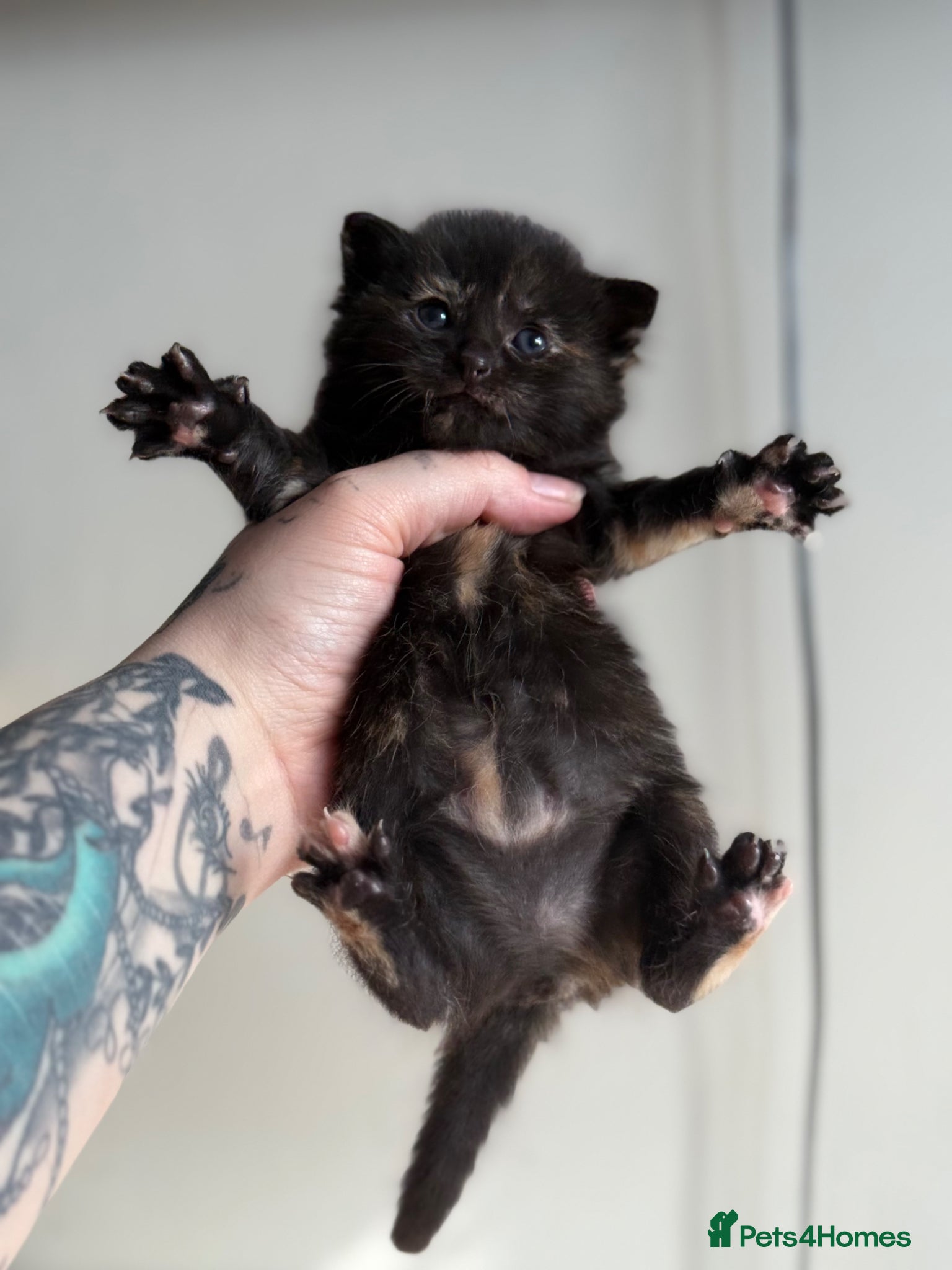 Domestic Shorthair cats 4 Stunning Baby Kittens – Ready to reserve  - Advert 4