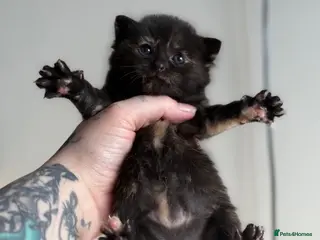 Domestic Shorthair cats 4 Stunning Baby Kittens – Ready to reserve - Advert 4