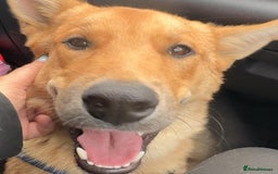 Mixed Breed dogs for adoption: JUPITER - Image 2