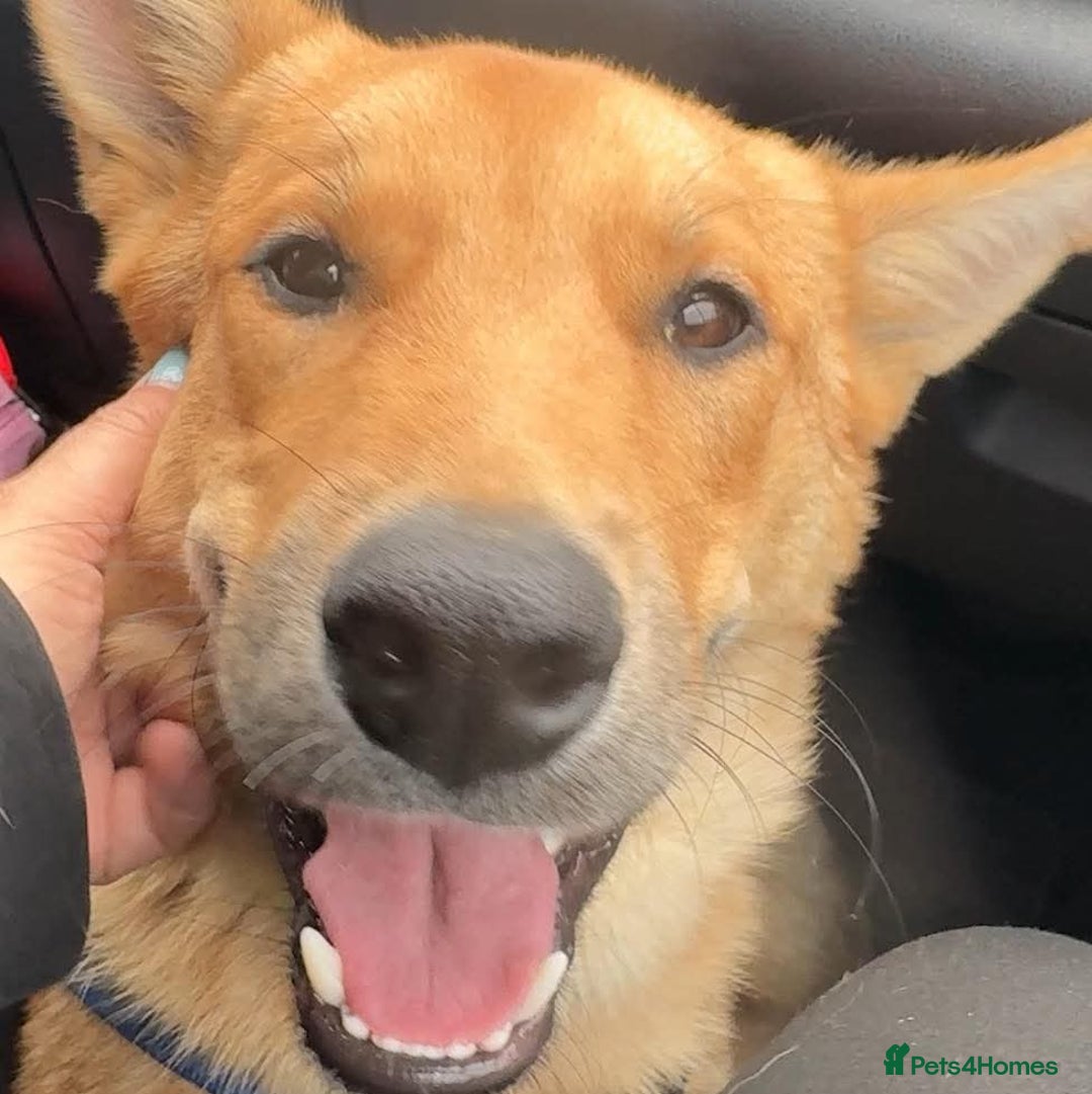 Mixed Breed dogs for adoption: JUPITER - Image 2