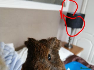 Guinea Pig rodents - Advert 30