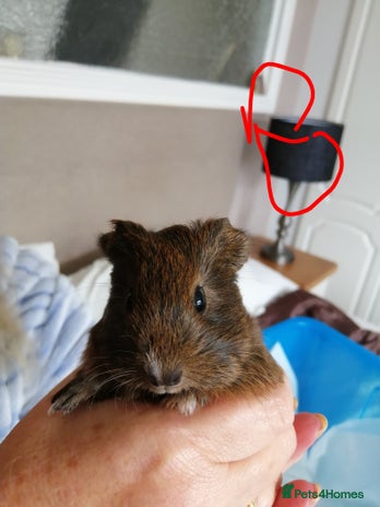 Guinea Pig rodents - Advert 19