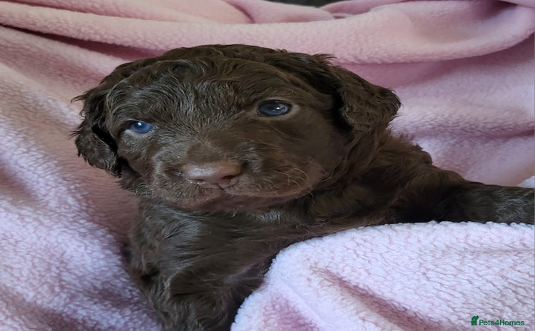 Australian Labradoodle dogs - Advert 3
