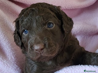 Australian Labradoodle dogs - Advert 4