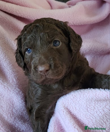 Australian Labradoodle dogs - Advert 3