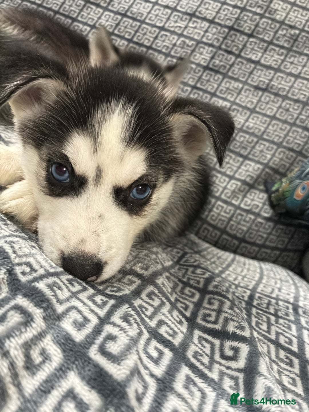 Siberian Husky dogs for sale: Pure Siberian huskies  - Advert 10