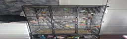 Budgerigars birds for sale: Budgies - Advert 5