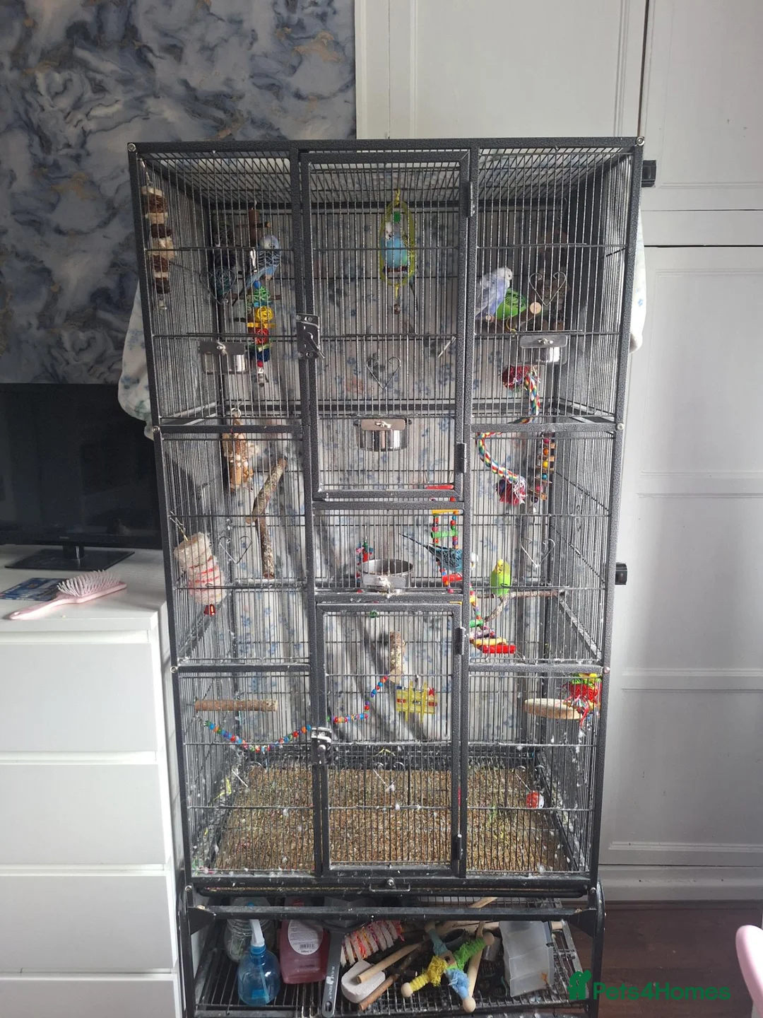 Budgerigars birds for sale: Budgies - Advert 5