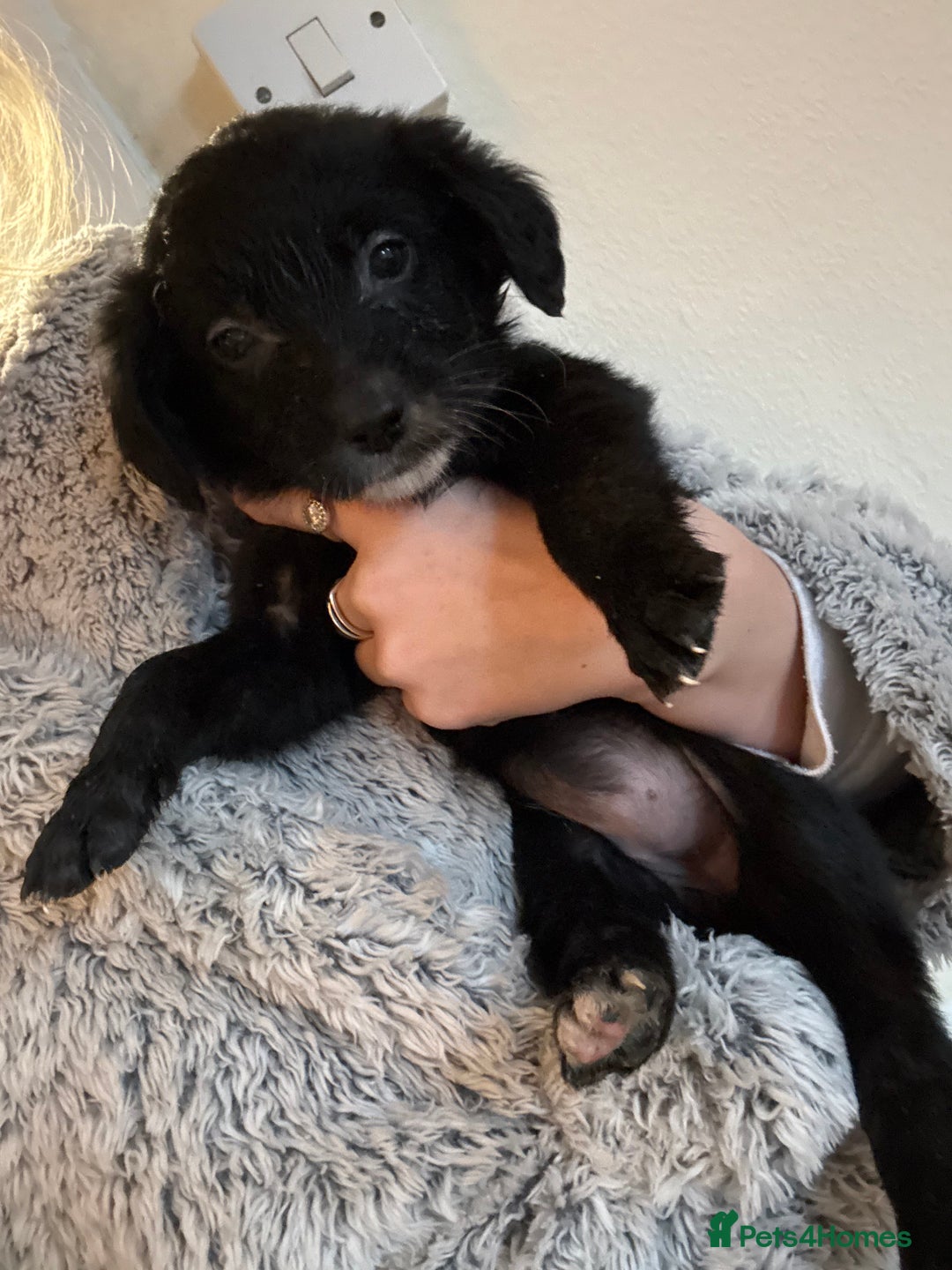 Mixed Breed dogs for sale: coltriever - Advert 5