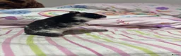 Hamster rodents for sale: Female pedigree hamster with cage  - Advert 8