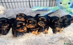 Cavalier King Charles Spaniel dogs for sale: Gorgeous KC Health tested cavalier puppies - Image 3