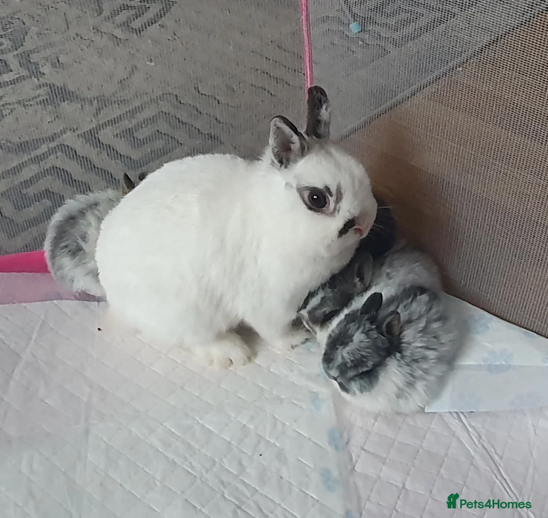 Netherland Dwarf rabbits for sale: 4 Beautiful Netherland Dwarf Buns in Pinner - Advert 12