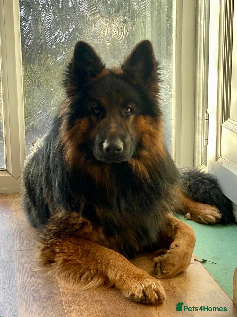 German Shepherd dogs STUD - long haired German Shepherd - Advert 1