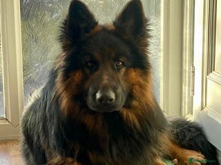 German Shepherd dogs STUD - long haired German Shepherd - Advert 1