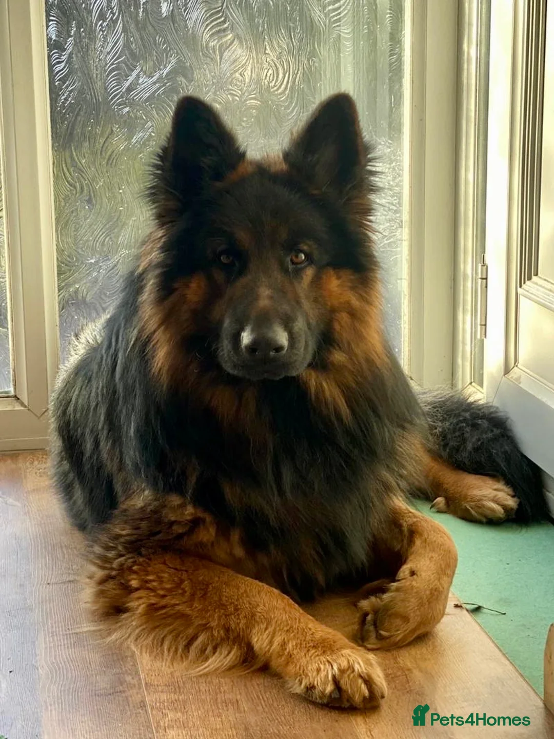 German Shepherd dogs for stud: STUD - long haired German Shepherd - Advert 1