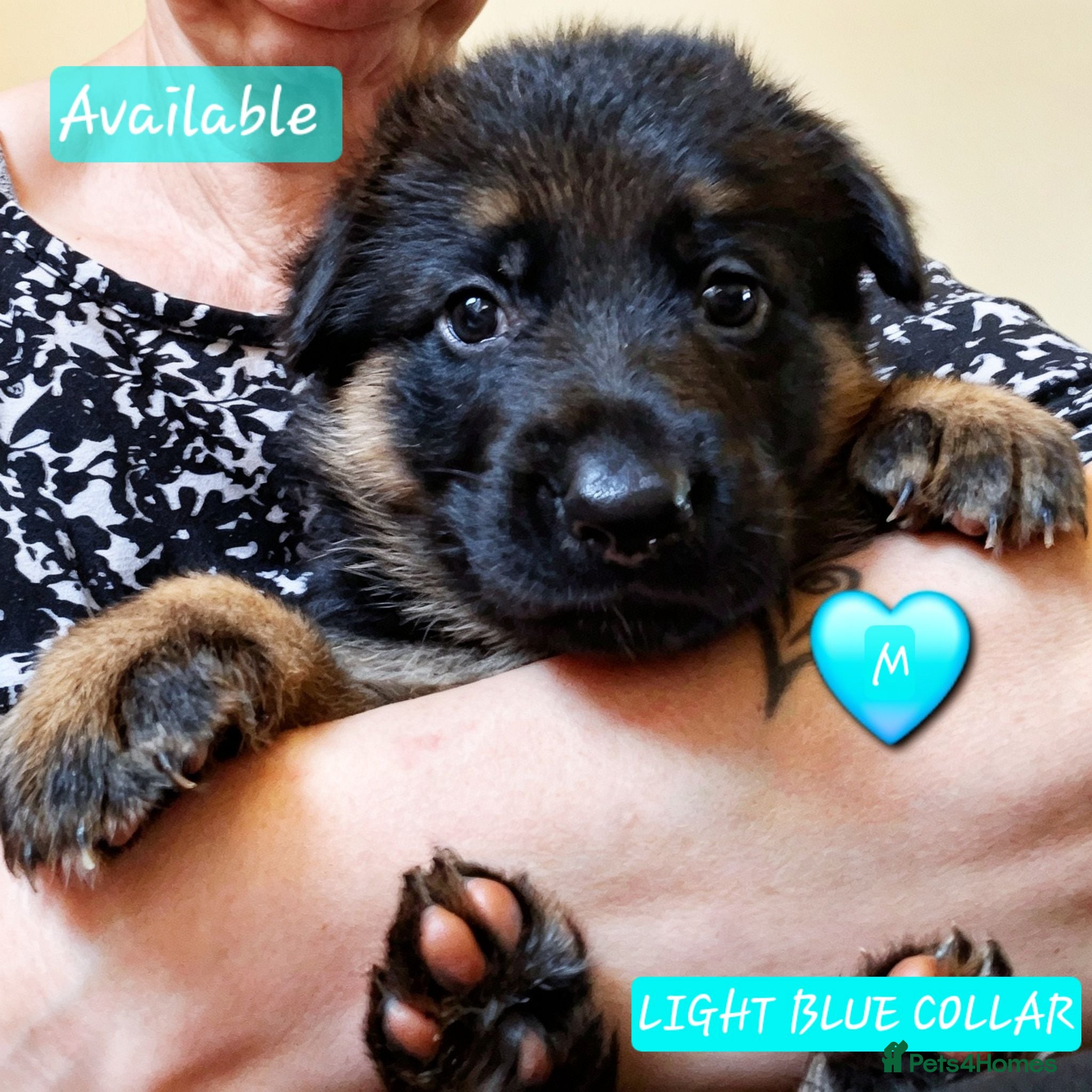 German Shepherd dogs Beautiful Chunky German Shepherd Puppies  - Advert 13