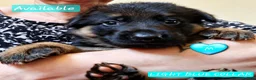German Shepherd dogs for sale: 1 Gorgeous Male German Shepherd puppy - Advert 5