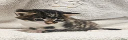 Mixed Breed cats for sale: 3 Gorgeous Kittens - Advert 5