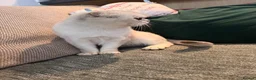 Scottish Fold cats for sale: Scottish fold  - Advert 2