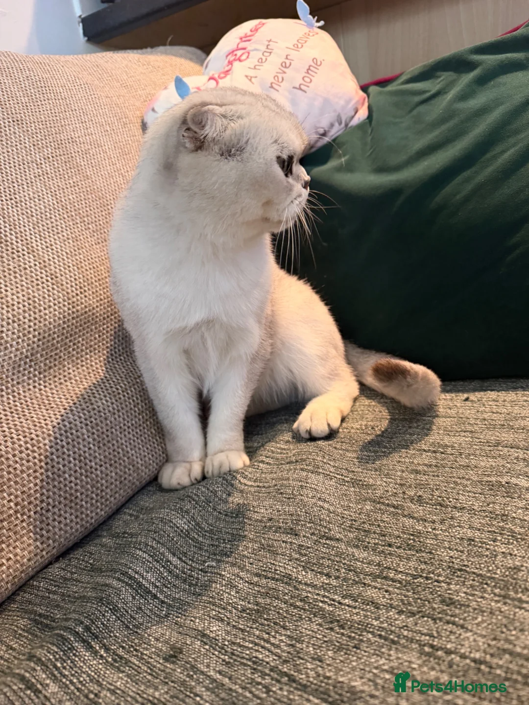 Scottish Fold cats for sale: Scottish fold  - Advert 2