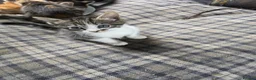 Mixed Breed cats for sale: Beautiful kittens looking for new homes  - Advert 12