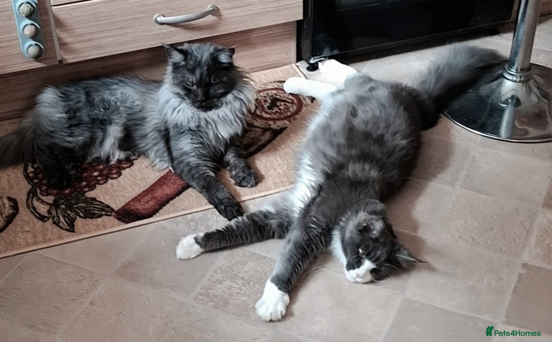 Maine Coon cats for sale: Gorgeous Maine Coon Kittens-Champion Bloodlines - Image 25