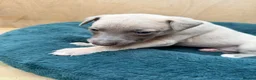 Whippet dogs for sale: Gorgeous Whippets Ready for forever Home - Advert 14