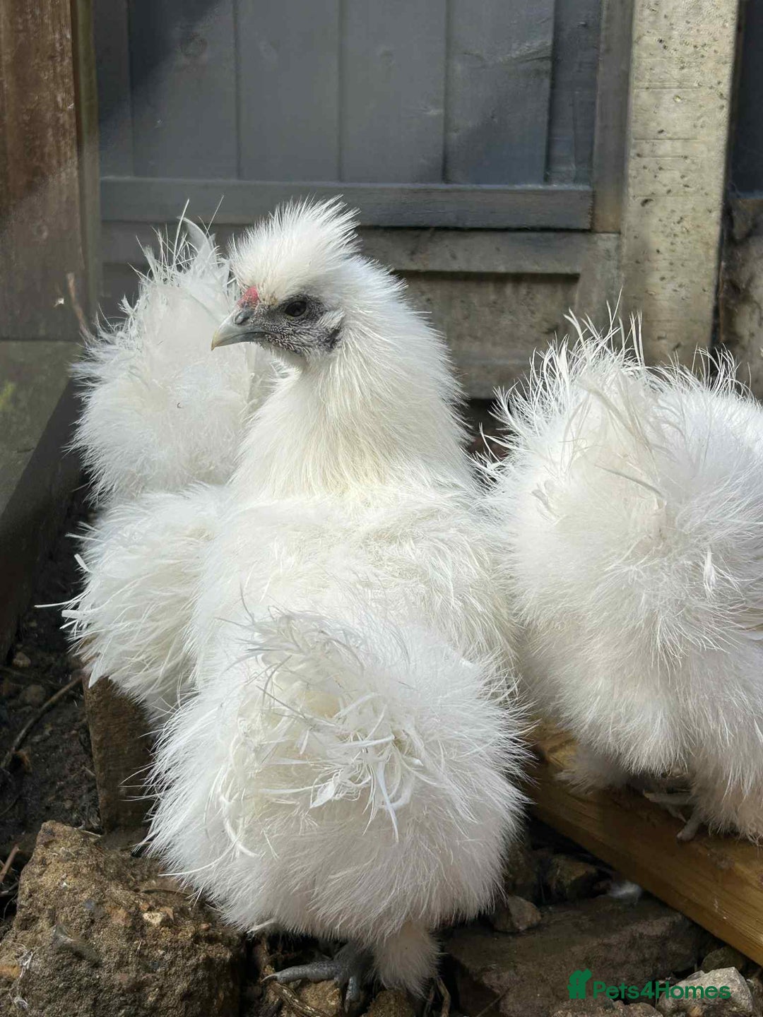 Chickens poultry for sale: Silkie cockerels & unsexed grower - Advert 2