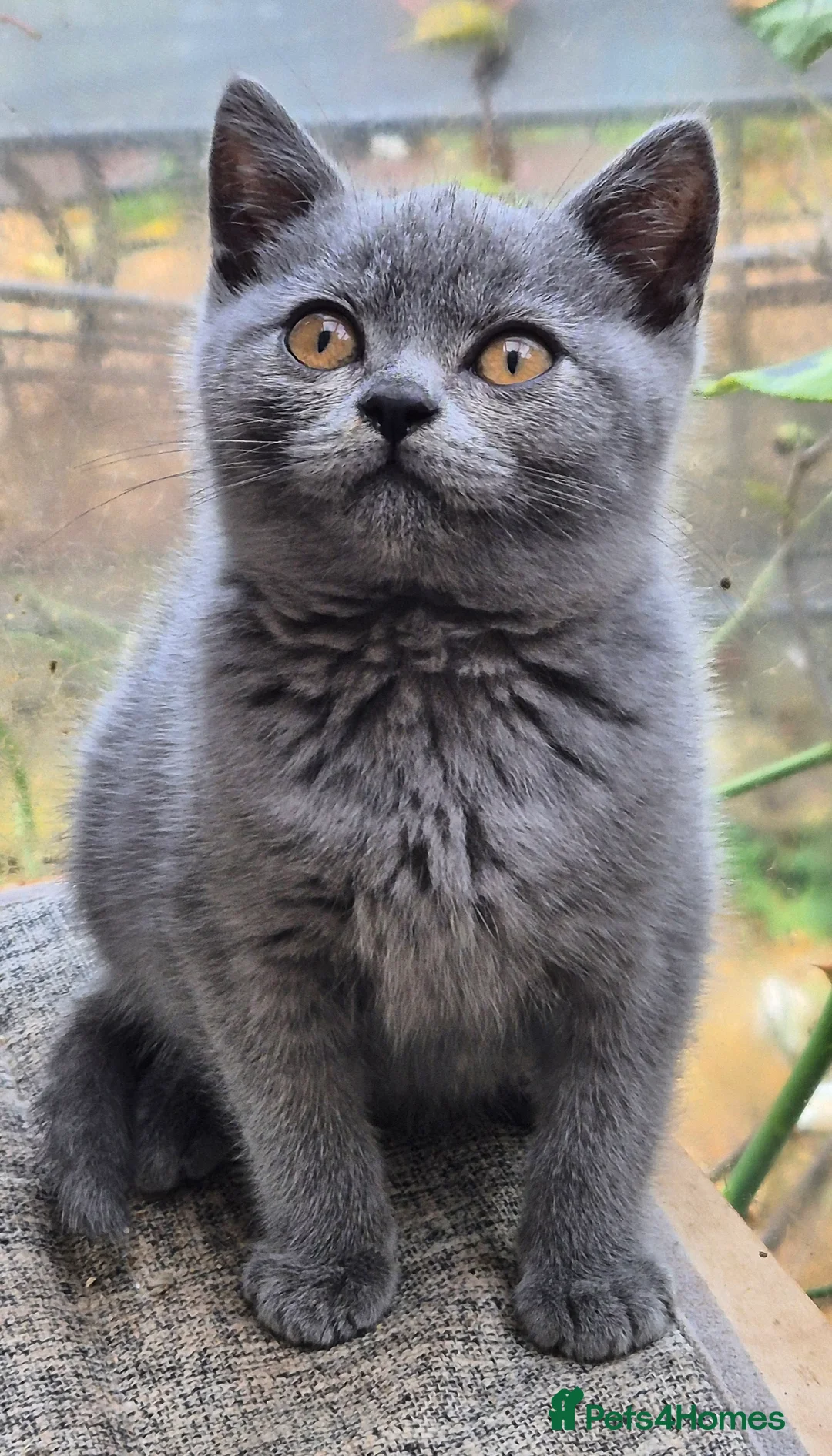 British Shorthair cats for sale: Stunning BSH kitten GCCF Reg Champion sired - Advert 37