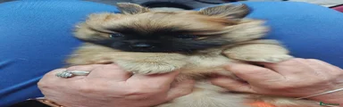 Pomeranian Puppy 1