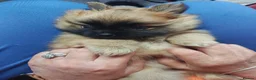 Pomeranian dogs for sale: 2 gorgeous Pomeranians  - Advert 4