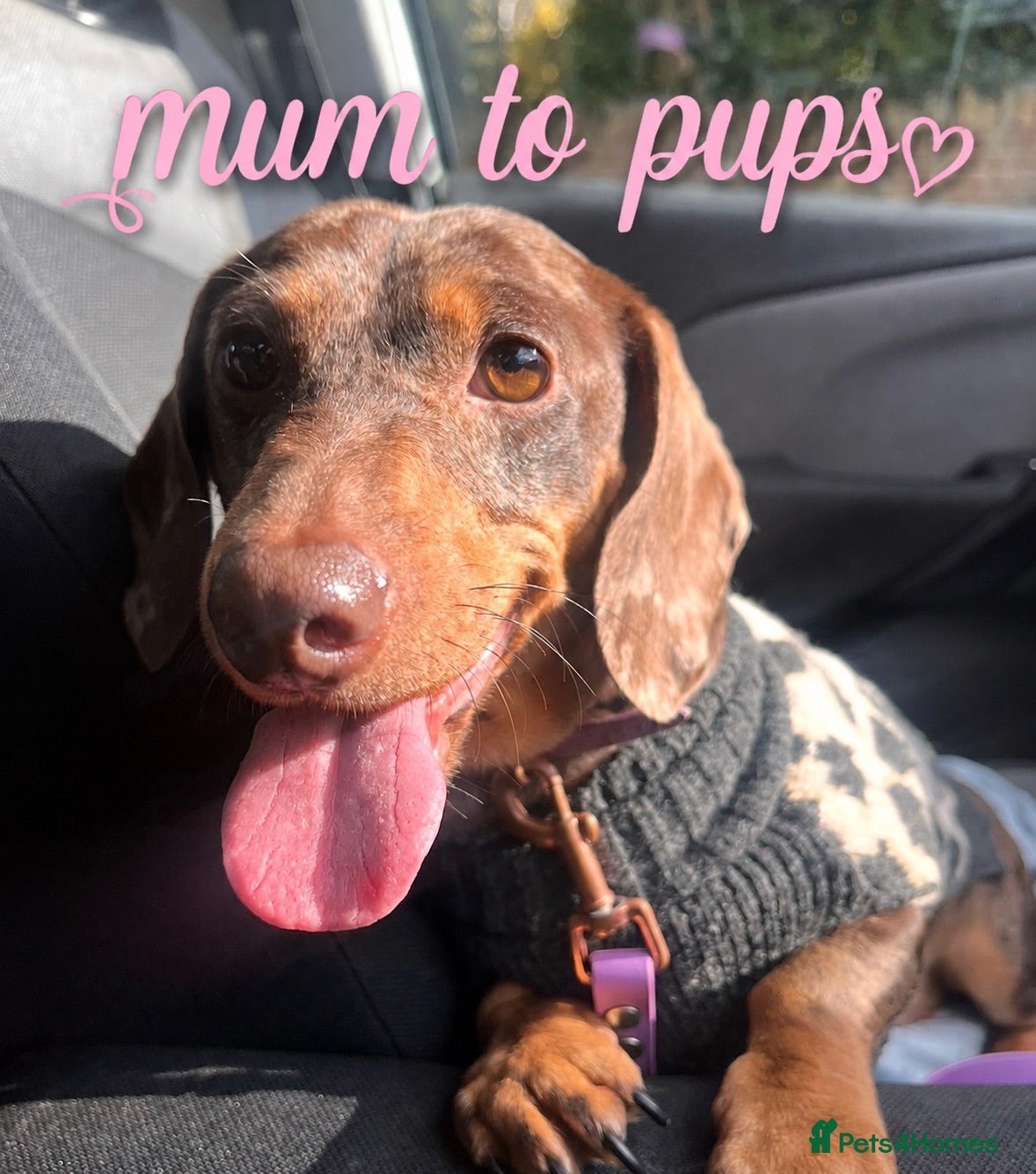 Miniature Dachshund dogs  🍫 Beautiful Chocolate & Tan Mini Dachshunds  - Advert 2