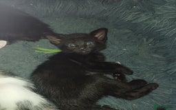 Mixed Breed cats for sale: Blue point siamese x domestic cat - Image 14