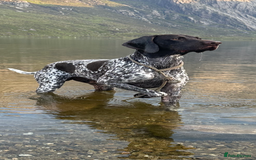 German Shorthaired Pointer dogs for sale: Rehoming  - Image 3